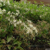 Clematis terniflora DC.